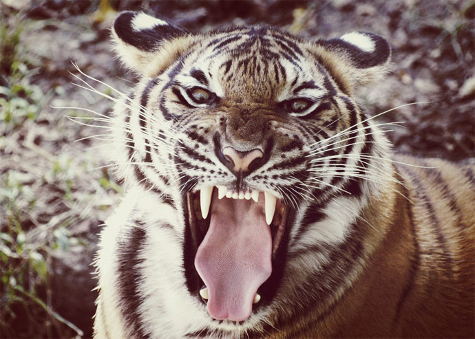 Tiger-roar