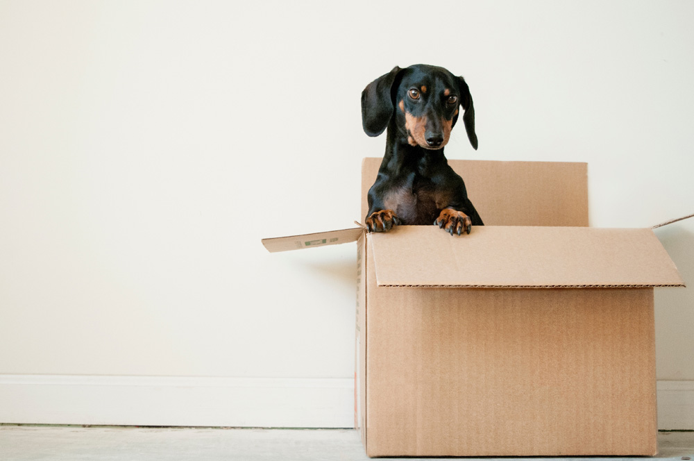 dog in empty moving box