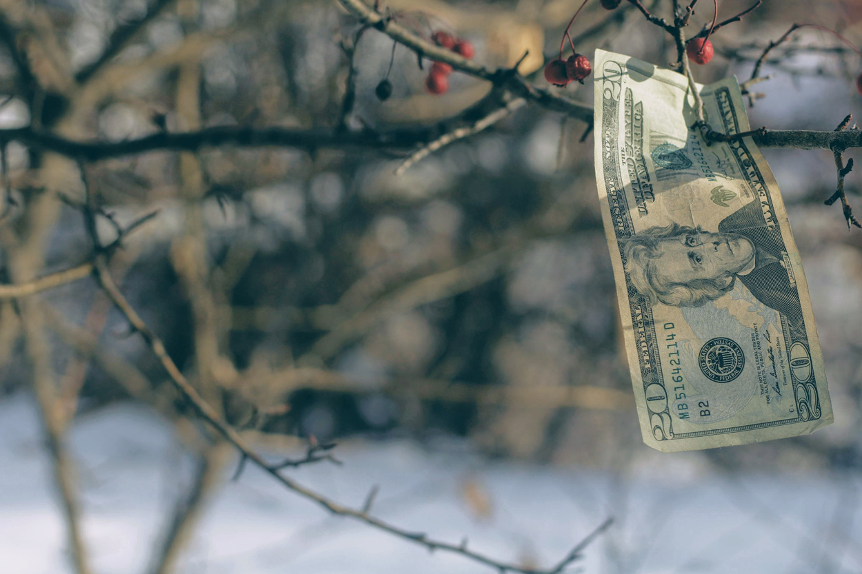 twenty dollar bill hanging from a tree